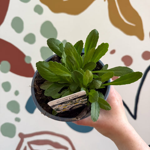 Leucanthemum × superbum ‘Snow Lady’ - Shasta Daisy - British Grown - Sprouts of Bristol