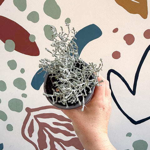 Leucophyta brownii 'Whimsy Silver' - Cushion Bush - Sprouts of Bristol