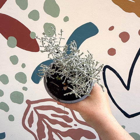 Leucophyta brownii 'Whimsy Silver' - Cushion Bush - Sprouts of Bristol