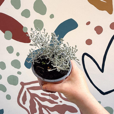 Leucophyta brownii 'Whimsy Silver' - Cushion Bush - Sprouts of Bristol