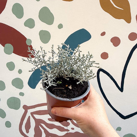 Leucophyta brownii 'Whimsy Silver' - Cushion Bush - Sprouts of Bristol