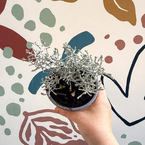 Leucophyta brownii 'Whimsy Silver' - Cushion Bush - Sprouts of Bristol