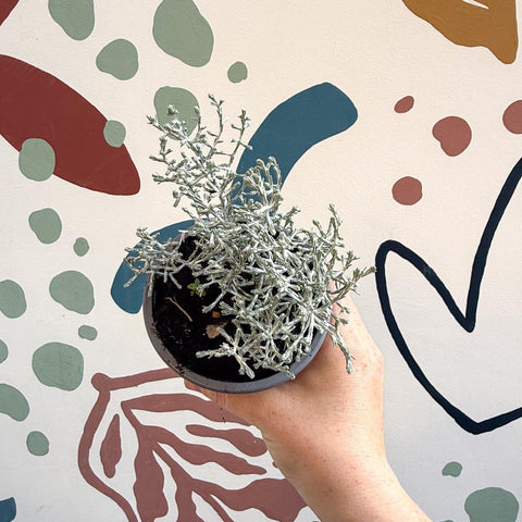 Leucophyta brownii 'Whimsy Silver' - Cushion Bush - Sprouts of Bristol