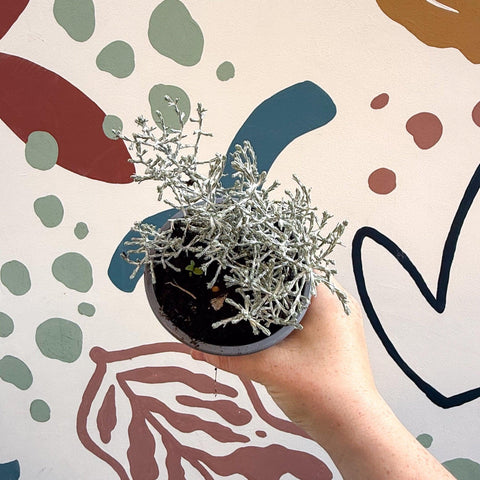 Leucophyta brownii 'Whimsy Silver' - Cushion Bush - Sprouts of Bristol