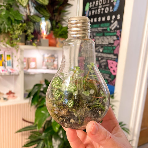 Lightbulb Jungle - Bioactive Terrarium - Sprouts of Bristol