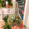 Lightbulb Jungle - Bioactive Terrarium - Sprouts of Bristol