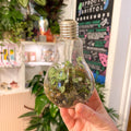 Lightbulb Jungle - Bioactive Terrarium - Sprouts of Bristol