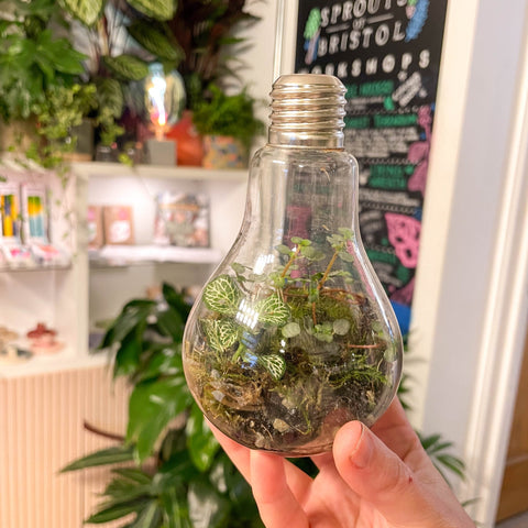 Lightbulb Jungle - Bioactive Terrarium - Sprouts of Bristol