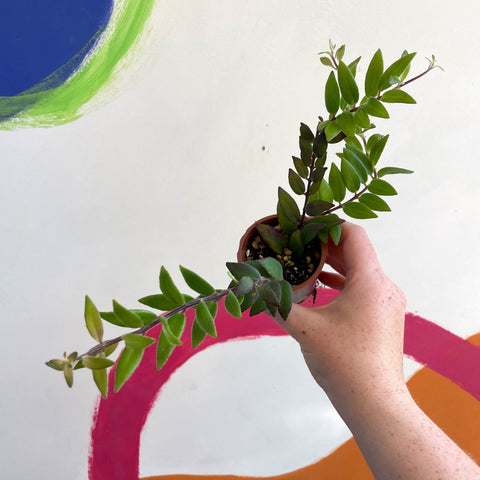 Lipstick Plant - Aeschynanthus parvifolius - Welsh Grown - Sprouts of Bristol