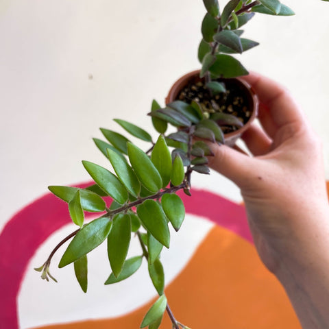 Lipstick Plant - Aeschynanthus parvifolius - Welsh Grown - Sprouts of Bristol