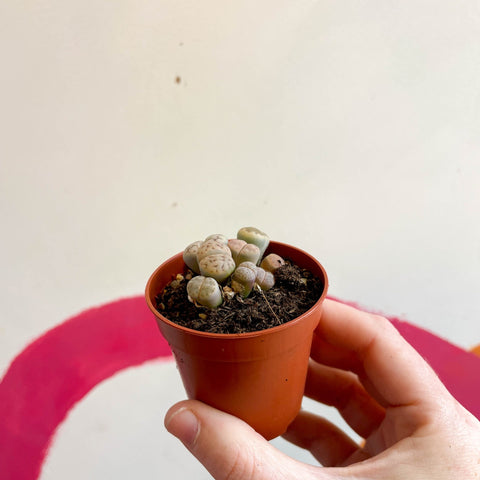 Lithops hookeri - Living Stones - Sprouts of Bristol