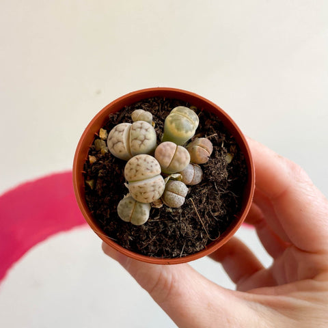 Lithops hookeri - Living Stones - Sprouts of Bristol