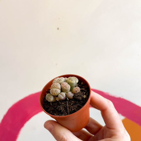 Lithops hookeri - Living Stones - Sprouts of Bristol