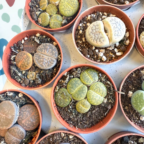 Lithops lesliei – Living Stone (Mixed Varieties) - Sprouts of Bristol