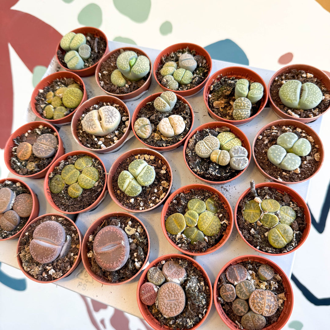 Lithops lesliei – Living Stone (Mixed Varieties) – Sprouts of Bristol