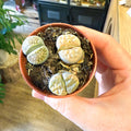 Lithops lesliei – Living Stone (Mixed Varieties) - Sprouts of Bristol