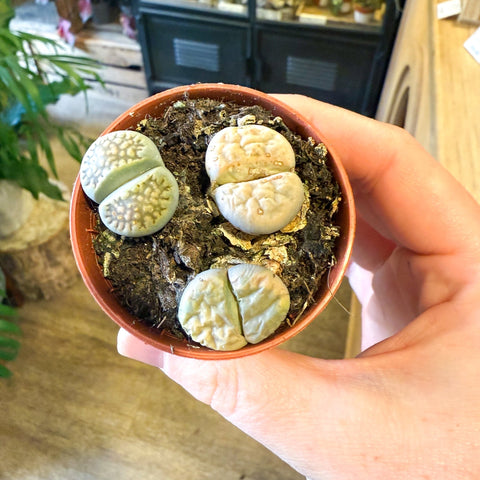 Lithops lesliei – Living Stone (Mixed Varieties) - Sprouts of Bristol