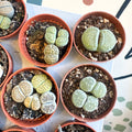 Lithops lesliei – Living Stone (Mixed Varieties) - Sprouts of Bristol