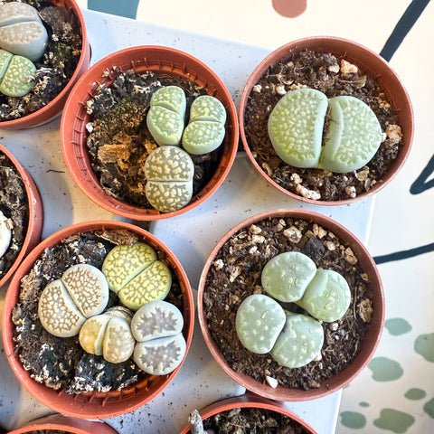 Lithops lesliei – Living Stone (Mixed Varieties) - Sprouts of Bristol