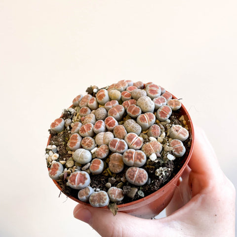 Lithops - Living Stones - Sprouts of Bristol