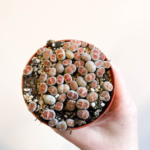 Lithops - Living Stones - Sprouts of Bristol