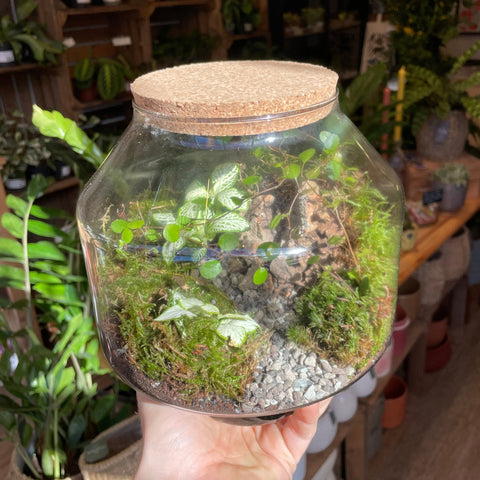 Little Iza Glass Bioactive Terrarium - Sprouts of Bristol