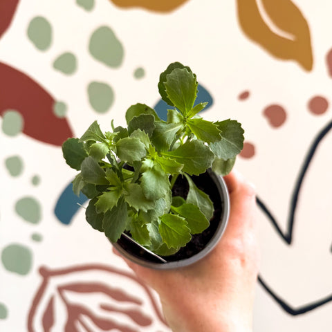 Lobelia 'Laura Deep Blue' - British Grown - Sprouts of Bristol