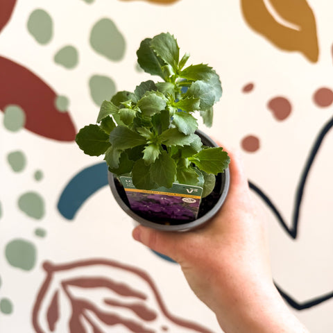 Lobelia 'Laura Deep Blue' - British Grown - Sprouts of Bristol