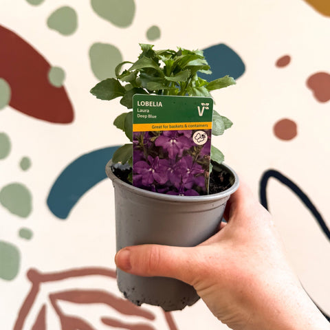 Lobelia 'Laura Deep Blue' - British Grown - Sprouts of Bristol