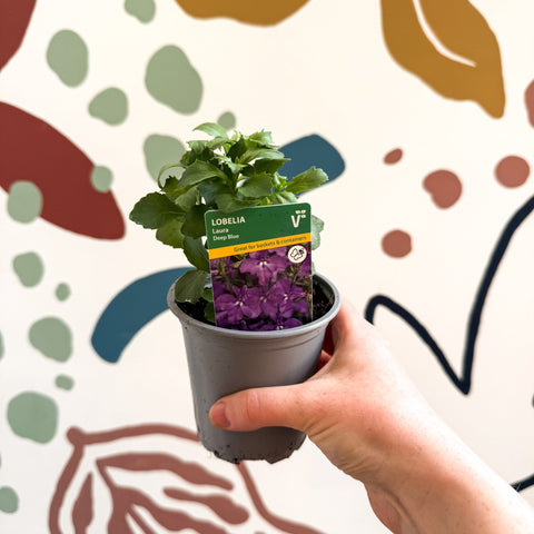 Lobelia 'Laura Deep Blue' - British Grown - Sprouts of Bristol