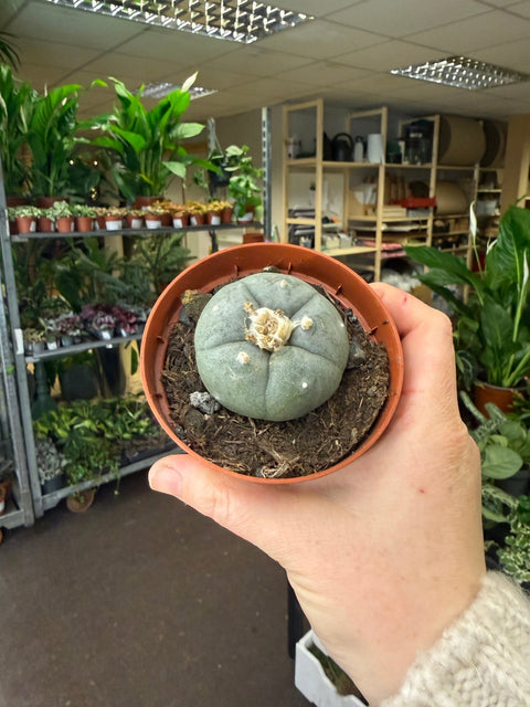 Lophophora williamsii - Sprouts of Bristol