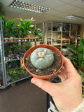 Lophophora williamsii - Sprouts of Bristol