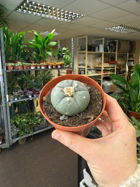 Lophophora williamsii - Sprouts of Bristol