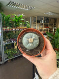 Lophophora williamsii - Sprouts of Bristol