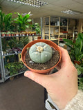 Lophophora williamsii - Sprouts of Bristol