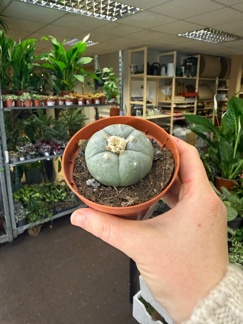 Lophophora williamsii - Sprouts of Bristol