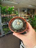 Lophophora williamsii - Sprouts of Bristol