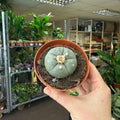 Lophophora williamsii - Sprouts of Bristol