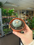 Lophophora williamsii - Sprouts of Bristol