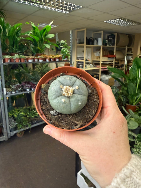 Lophophora williamsii - Sprouts of Bristol