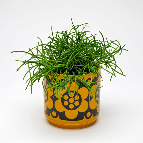 planty the potted plant Magpie x Hornsea Small Planty – Geo Flower Yellow Plant Pot – Sprouts of Bristol