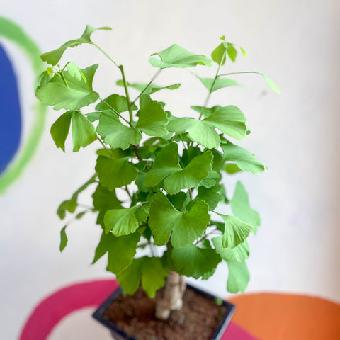 maidenhair tree bonsai Bonsai - Maidenhair Tree