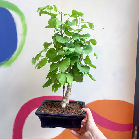 bonsai ginkgo biloba tree Bonsai - Maidenhair Tree
