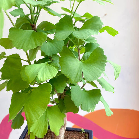 maidenhair tree bonsai Bonsai - Maidenhair Tree