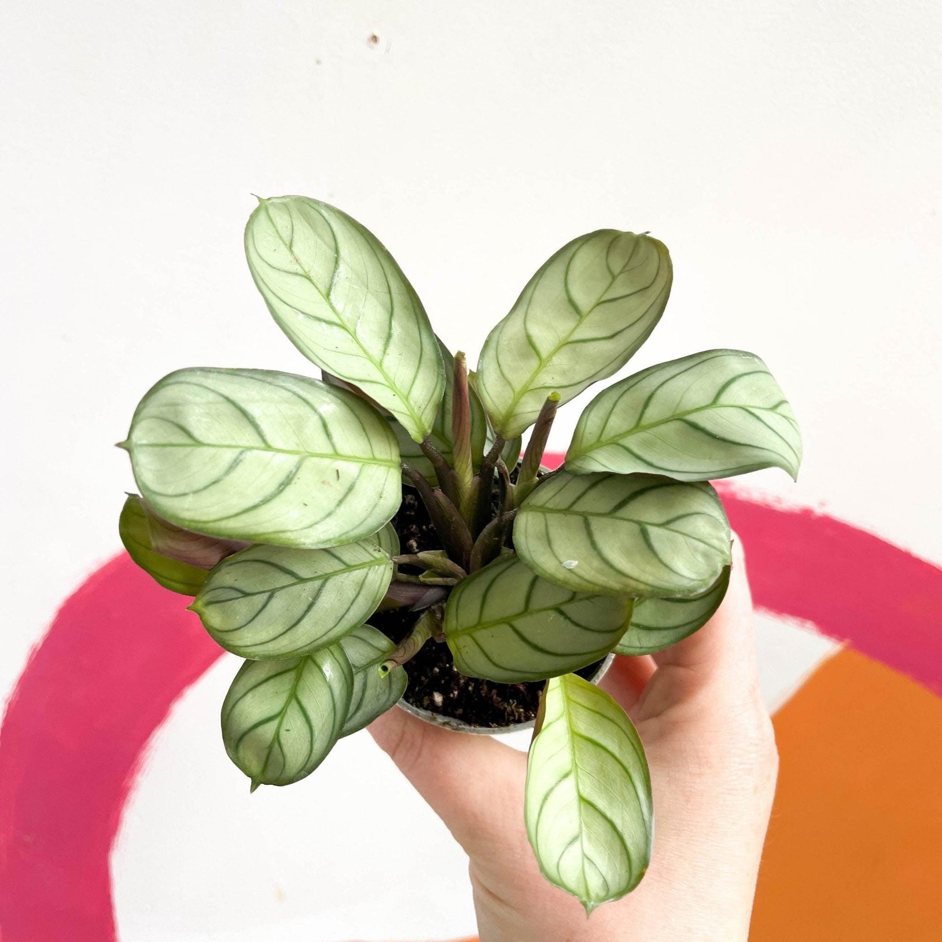 amagris prayer plant Maranta leuconeura 'Amabilis Amagris'
