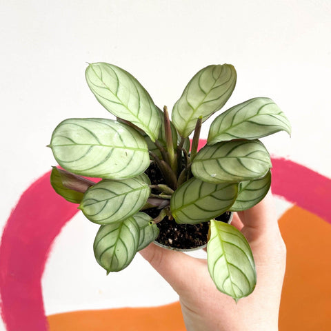 Maranta leuconeura 'Amabilis Amagris' - Fishbone Prayer Plant - Sprouts of Bristol