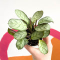 Maranta leuconeura 'Amabilis Amagris' - Fishbone Prayer Plant - Sprouts of Bristol