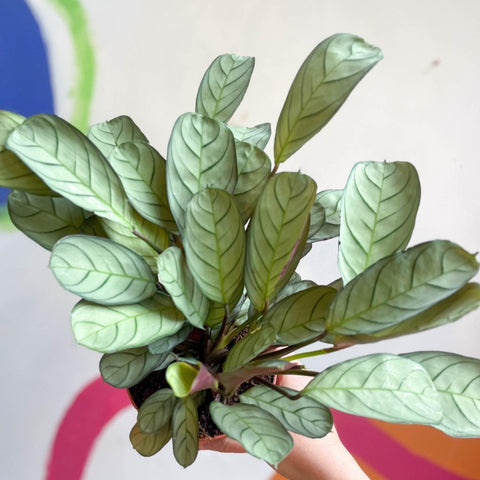 Maranta leuconeura 'Amabilis Amagris' - Fishbone Prayer Plant - Sprouts of Bristol