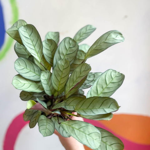 Maranta leuconeura 'Amabilis Amagris' - Fishbone Prayer Plant - Sprouts of Bristol