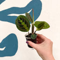 Maranta leuconeura 'Fascinator Tricolor' - Prayer Plant - Sprouts of Bristol